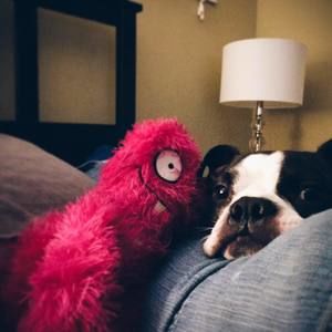 Meet your Posher, Dexter